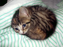 Such a cute little kitten