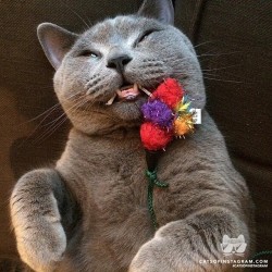 catsofinstagram:  From @mrgrumblecat: “My name is Mr. G and