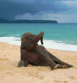 sixpenceee:  A baby elephant’s first time on the beach!   