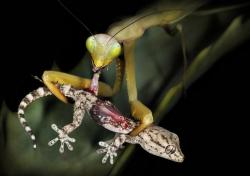 slugsteak:  insectpassion:  (via A female praying mantis (Mantis