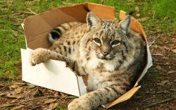 eziocauthon89:  graveyawn:  selva:  //cats & boxes  are you