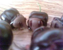 Yumm, Chocolate Mouses.