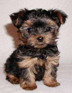I Want Him/Her! Yorkshire Terrier Puppies