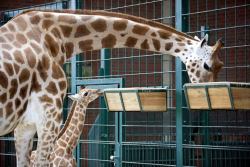 allcreatures:  Ugandan or Rothschild giraffe foal Egon explores