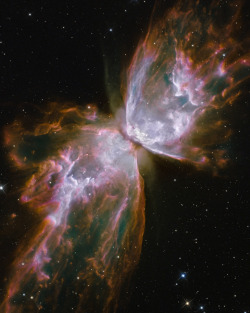 fuckyeahnebulas:  Butterfly Nebula (4800x6000) 
