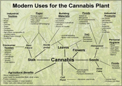 alextheelion-blog:  We have used cannabis since ancient times.