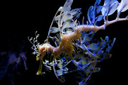szayat:  Birch Aquarium 5 (by justin_chen) 
