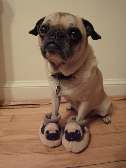 hasablog:  Pug wearing pug slippers! 