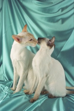 Caturday. Favourite cats- Siamese.