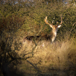 Deer hunting…  camera shooting ;-) by B℮n on Flickr.like