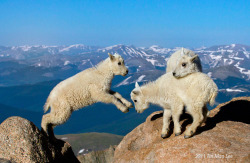 despicablealexis:  “Mountain goat kids, Mount Evans, Colorado”