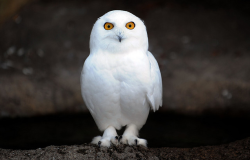 lookacrosstheskyline:  Oh hai Hedwig look alike :3