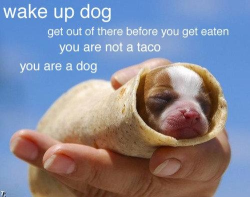 Don’t listen to them dog, if you wanna be a taco, you be