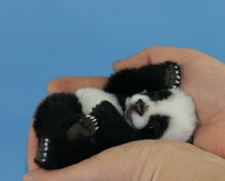 I WANT THIS GODDAMN PANDA