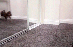the-absolute-funniest-posts:  Puppy vs Mirror [video] Created