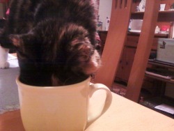 my squeak cat loved her PG tips.  RIP.