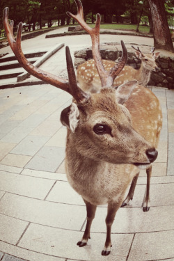 nelsie:  A day trip to Nara Park 奈良公園 for some deer sightings.