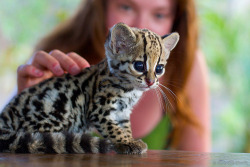 meowfricky:  Omfg I want it  Ocelot kitten is adorable.