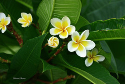 monde-exotique:  Yellow Frangipani Bunch 3 by Swami Stream on