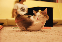 Cat in a bowl.