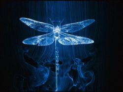 sav3mys0ul:   Dragonfly in a Wind Tunnel Photograph by Paul Chesley,
