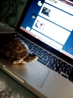 My turtle. I call it Squirtle >:)
