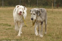         Lily is a Great Dane that has been blind since a bizarre
