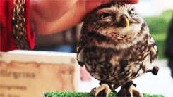 blackestofmoons:  easilyenchanted:    Why can’t I pet an owl??
