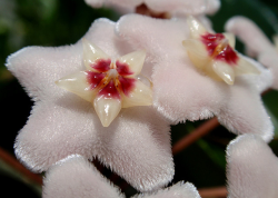 the-moth-princess:  Members of the Hoya genus (also known as