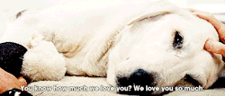 johnisidro:  smileismyweapon:  A dog doesn’t care if you’re