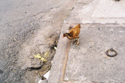 chicken eating noodles out of the gutter