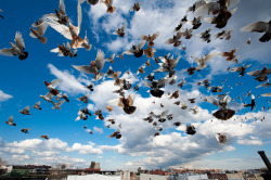 Landing Pigeons: Bushwick Brooklyn by Chris Arnade on Flickr.