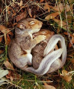 Squirrel babies are the best babies hnggggg