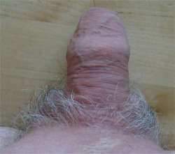 gray hairs head hidden under foreskin