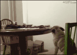 ihearyoulaughing:  Omg, this is why I need a pug 
