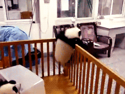 d0cpr0fess0r:  andyts:  Goddamnit pandas.  “Okay your job is