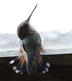 valscrapbook:  hummingbird by xtremepeaks on Flickr. 
