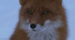 hitlersasshole:  lroninfidel:   Male fox reacting to seeing a