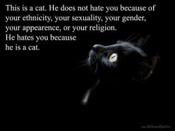 atheistoverdose:  Cats - they will never hate you because of