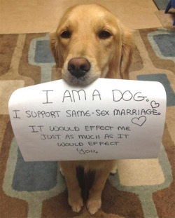 sugaronastick:  (via towleroad Dogs for Marriage Equality) 