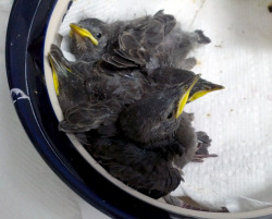 Check out these rescued baby Starlings!  I have been volunteering