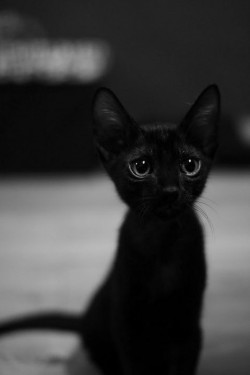 x-cat-xx.tumblr.com/post/56689285088/