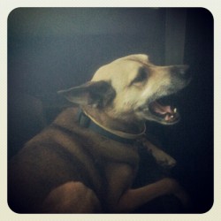 Hotboxin wit Buddy! :D <3 (Taken with Instagram)