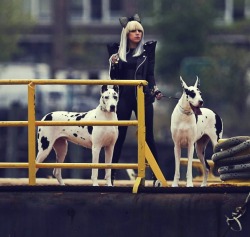 Hey Lady Gaga, whatever happened to the Haus Hounds? I demand