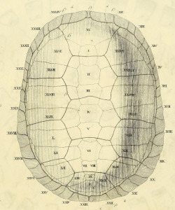 mapsinchoate:   {Shells as maps} Bojanus - turtle (detail) 1819