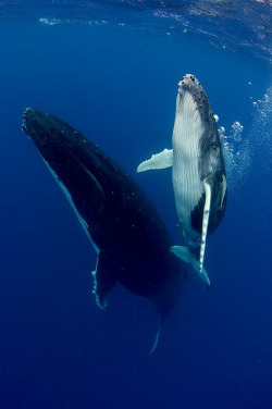 earth-song:  thelovelyseas: Humpback Mother and Calf by scott1e2310
