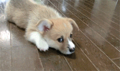 stapledfinger:  cute puppy vs slippers  x 