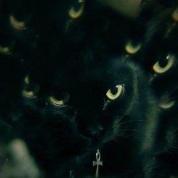 xavijlopez21:  #mindfuck #blackcat #black #egyptian #cat #wild