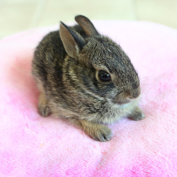 supercute:  Zullala: A four week old cotton tail rabbit. I found