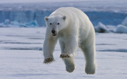 earthandanimals:  Polar Bear hunting for seals. Polar bears sniff